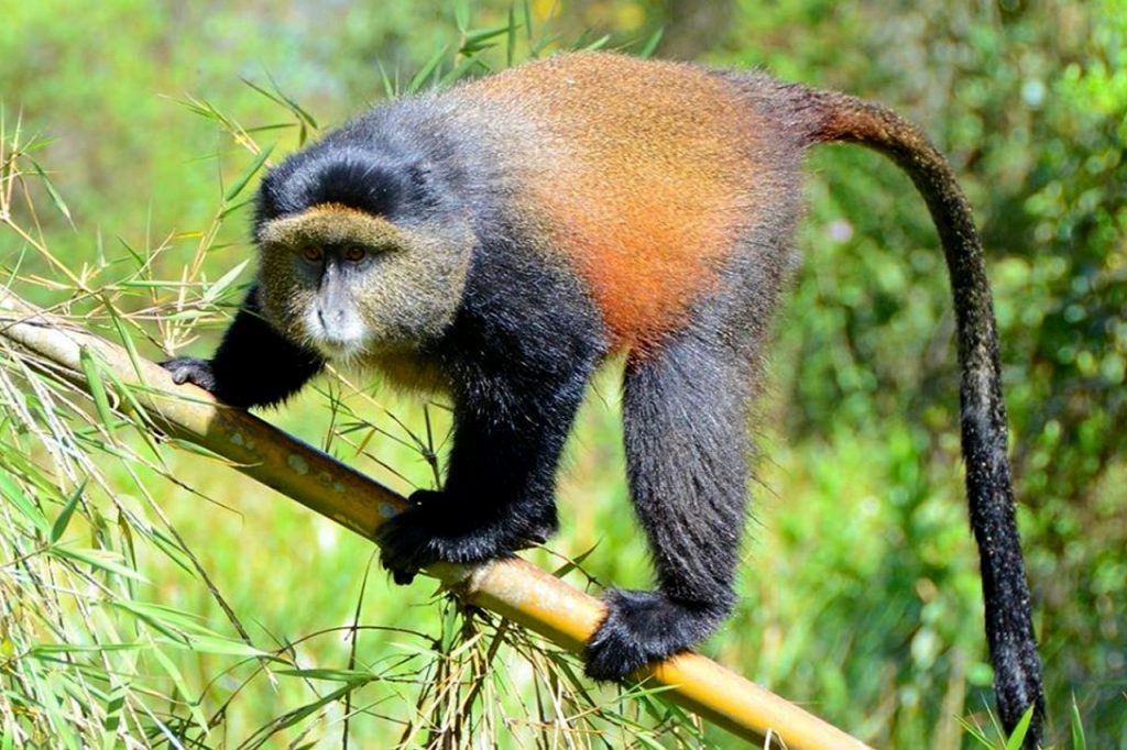 Discovering Rwanda's National Parks