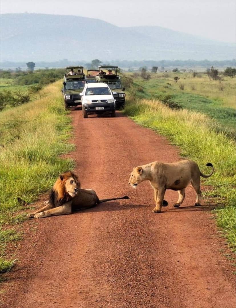 Rwanda Safari Car Rental