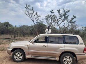 Self Drive Akagera National Park – 4×4 Rental Rwanda