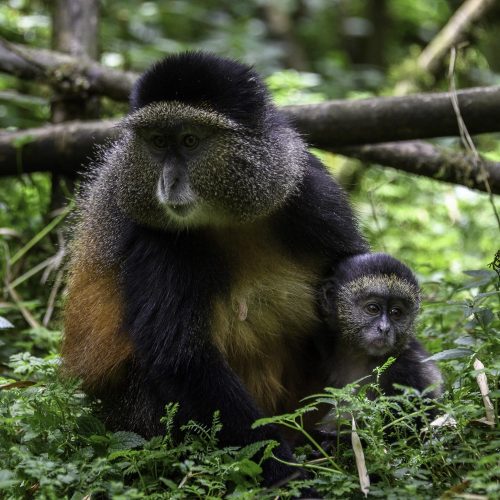 Visit-Rwanda-Bisate-11-1920x1280