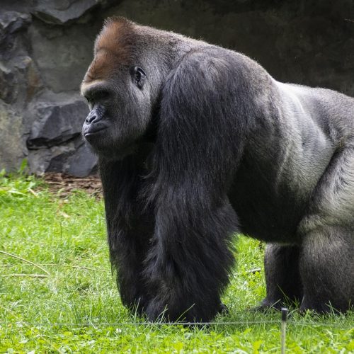 gorilla, nature, monkey, mammal, wild, animal, gorilla, gorilla, gorilla, gorilla, gorilla